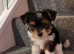 Male biewer puppy male