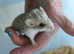 FAT-TAILED GERBILS... also named Duprasi. 2 females and 2 males for sale. born 18.3.2024
