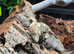 Unrelated pair of Pied Uroplatus henkeli (Henkels Leaf Tailed Gecko)