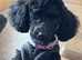 Female cavapoo 5mth old