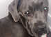 Skyla's Gorgeous litter of pups