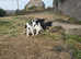 Cockerjacks ready to go now 3 left 1 black girl 2 black and white boys