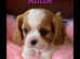 5* LICENSED READY CKCS BLENHEIM LITTER EXTENSIVELY HEALTH TESTED NEW PRICE