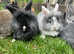 2 beautiful girl lion lops