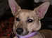 Available for adoption ASAP