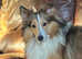 Beautiful Sable Female