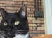 Missing Cat