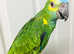 Baby Blue fronted Amazon Talking Parrot