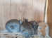 Lionhead rabbit babies