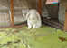 2 rabbits for sale  English lop and Rex