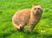 8 CHOCOLATE BRITISH SHORTHAIR  PEDIGREE