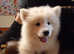 Male Samoyed pup for sale