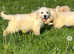 Stunning English Cream KC registered Golden Retriever Puppies