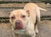 American bully