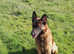 Male Belgium Malinois for sale in Grimsby