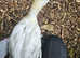 Female Indian runner duck