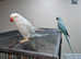 Blue and white pied Ring necked Parakeets Available