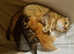 Scotish fold kittens for rehoming