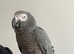 Fully Tame Talking African Grey Parrot