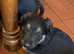 Stunning  Chunky Shollie puppies. 1 male  left