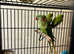Stunning talking baby alexandrine parrot