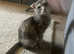 Scottish fold X Siamese cat