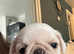 4 beautiful pug puppies