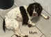 Male Springer Spaniel