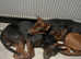 Laizhou Hong (Chinese red dog) puppies for sale.