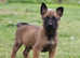 KC registered Belgian Malinois