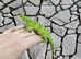 Fiji Island Iguana at Birmingham Reptiles (Brachylophus Fasciatus)