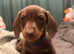 8 week old male dachshund puppy