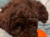 **LAST BOY****PRICE NOW REDUCED - Cute Brown Cavapoo x Cockapoo (Cavockapoo) in Evesham