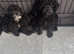 Beautiful puppies for sale