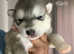 Siberian Husky Cross Alaskan Malamute Puppies For Sale