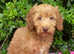 Miniature/Medium Size Goldendoodle Puppies