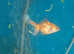 Six fantail cross oranda goldfish free to good home