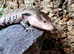 Merauke Blue Tongue Skinks at Birmingham Reptiles