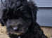 Beautiful toy maltipoo puppy's