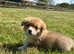 Gorgeous KC Registered, DM, VWD & PRA Clear Male Welsh Pembroke Corgi