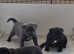 Quality puppies 1 boy 2 girls KC REG
