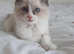 Loving Pure ragdoll kittens