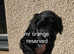 Portuguese water dog puppies