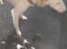 Salukis top quality blood line pups