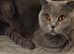 Scottish fold British short hair