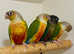 Stunning baby conure parrots