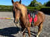 13hh 4yo gelding, new forest