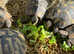 HERMANN'S ADULT  Tortoise FEMALE  last one Left