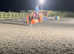Proven Dressage/ Sweet Hacking Mare