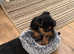 Yorkshire Terrier Pups, Vet checked, microchipped and insurance